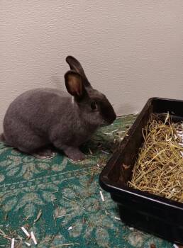 American Rabbits Available for Adoption in Libertyville, Illinois - Greyson | PetCurious