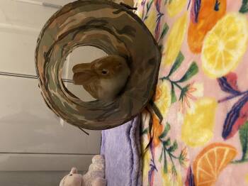 Daffodil -  Bunny Rabbit Rabbit for Adoption in Wekiwa Springs, Florida - Daffodil | PetCurious