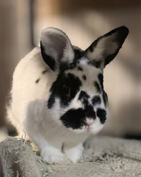 Rescue Mini Rex Rabbits for Adoption in Dallas, Pennsylvania - Scone | PetCurious