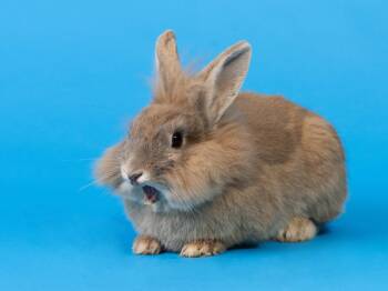 Lionhead and American Rabbits Available for Adoption in Antioch, California - Shelby | PetCurious