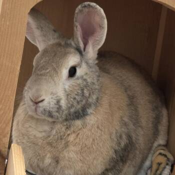 Stark -  Harlequin and Mixed Breed Rabbit for Adoption in Kennebunk, Maine - Stark | PetCurious