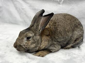 Sampson -  New Zealand Rabbit for Adoption in Westford, Massachusetts - Sampson | PetCurious
