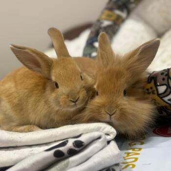 Bunny Rabbit Rabbits Available for Adoption in North Canton, Ohio - Butterscotch | PetCurious