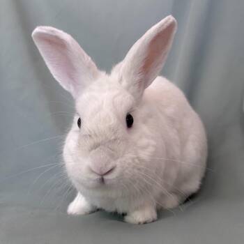 Bilberry -  American Rabbit for Adoption in Columbia, Maryland - Bilberry | PetCurious