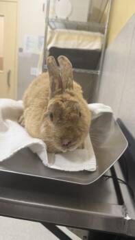 Cappuccino -  American Rabbit for Adoption in Honolulu, Hawaii - Cappuccino | PetCurious