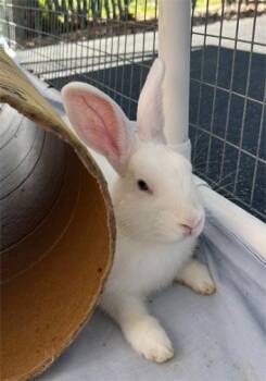 Rescue Dwarf Rabbits for Adoption in San Clemente, California - BUTTERCUP | PetCurious