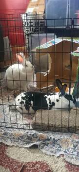 Pepper (bonded with Leela) -  Bunny Rabbit Rabbit for Adoption in Westbrook, Maine - Pepper (bonded With Leela) | PetCurious