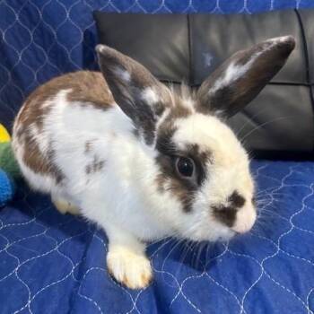 Rescue English Spot Rabbits for Adoption in Navarre, Florida - Devin | PetCurious