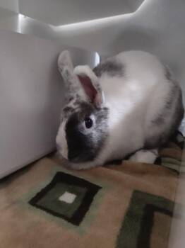 Bingo Card -  American Rabbit for Adoption in Fruit Heights, Utah - Bingo Card | PetCurious