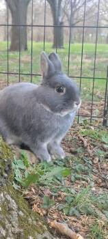 Rescue Netherland Dwarf Rabbits for Adoption in Waynesboro, Virginia - *Shera And Keeva | PetCurious