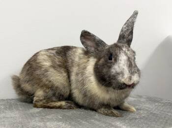 Pez -  Harlequin Rabbit for Adoption in Westford, Massachusetts - Pez | PetCurious