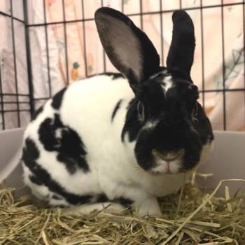 Onyx -  Mini Rex Rabbit for Adoption in Oshkosh, Wisconsin - Onyx | PetCurious