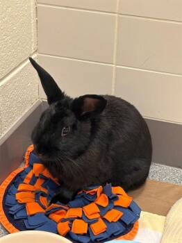 IRIDIUM -  Bunny Rabbit Rabbit for Adoption in Leesburg, Virginia - IRIDIUM | PetCurious