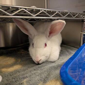 Rice-a-Roni -  Bunny Rabbit Rabbit for Adoption in Asheville, North Carolina - Rice-a-Roni | PetCurious