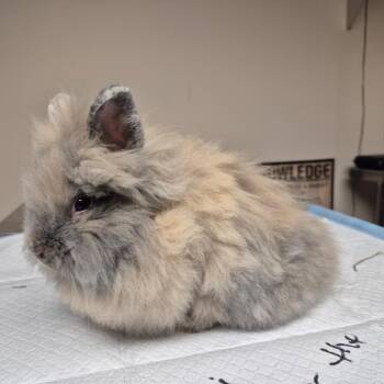 Lionhead Rabbits Available for Adoption in Gansevoort, New York - Pastel | PetCurious