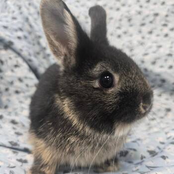 Rug Bug -  Netherland Dwarf Rabbit for Adoption in Evansville, Indiana - Rug Bug | PetCurious