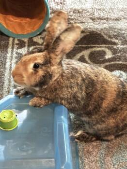 Karen -  Bunny Rabbit Rabbit for Adoption in Westford, Massachusetts - Karen | PetCurious
