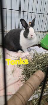 Tonks -  American Rabbit for Adoption in Pottsville, Pennsylvania - Tonks | PetCurious