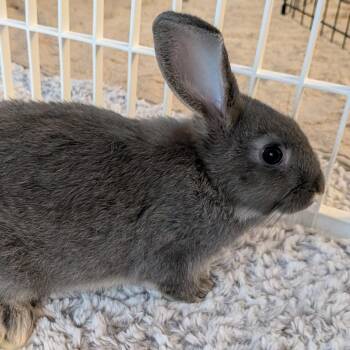Monty -  Flemish Giant Rabbit for Adoption in Madison, Wisconsin - Monty | PetCurious