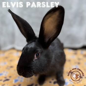American Rabbits Available for Adoption in Frederick, Maryland - Elvis Parsley  | PetCurious