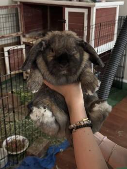 Gelato and Tiramisu -  Holland Lop Rabbit for Adoption in Aurora, Illinois - Gelato And Tiramisu | PetCurious