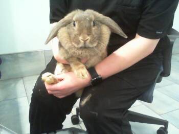 VIDELLE -  Bunny Rabbit Rabbit for Adoption in Charlotte, North Carolina - VIDELLE | PetCurious