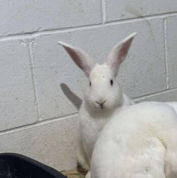 Rescue Flemish Giant and Bunny Rabbit Rabbits for Adoption in Kalamazoo, Michigan - Ria | PetCurious
