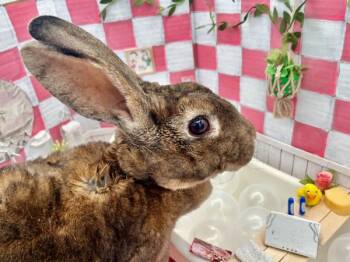 Rescue American Rabbits for Adoption in Portland, Oregon - Clover | PetCurious