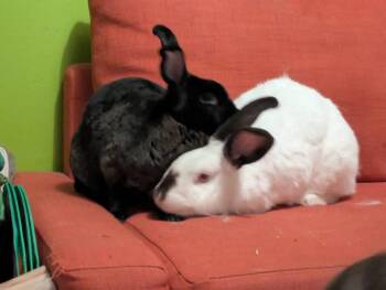 New Zealand Rabbits Available for Adoption in Saint Charles, Missouri - Millionaire And Martini  | PetCurious