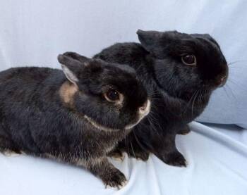 Rescue Netherland Dwarf Rabbits for Adoption in Goleta, California - Snowflake/Pumpkin | PetCurious