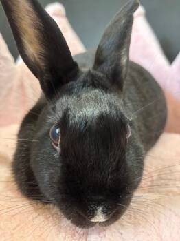 Rescue Rex Rabbits for Adoption in Navarre, Florida - Luna | PetCurious