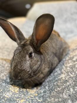 New Zealand Rabbits Available for Adoption in Saint Charles, Missouri - Butt Cheeks  | PetCurious
