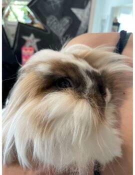 Lionhead Rabbits Available for Adoption in Santa Cruz, California - Miko | PetCurious
