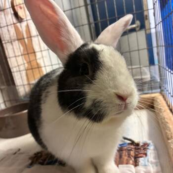Potato -  Dutch Rabbit for Adoption in Dayton, Ohio - Potato | PetCurious