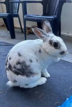 Rescue English Spot Rabbits for Adoption in Navarre, Florida - Babs | PetCurious