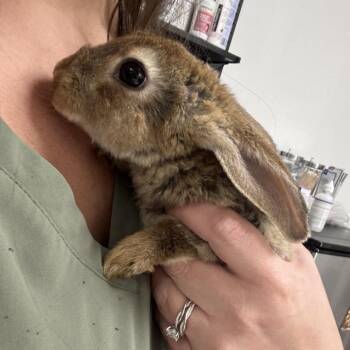 Lightening -  American Rabbit for Adoption in Freeport, Florida - Lightening | PetCurious