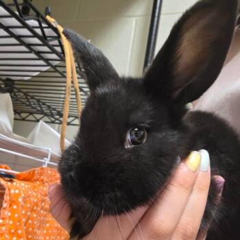 Mini Rex Rabbits Available for Adoption in Bristol, Indiana - Coffee Bean | PetCurious