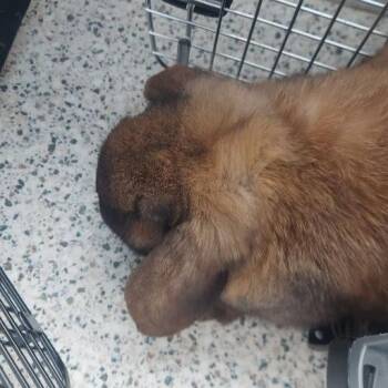 Mini Lop Rabbits Available for Adoption - Choco | PetCurious