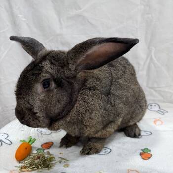 Rescue Bunny Rabbit Rabbits for Adoption in Puslinch, Ontario - Jack | PetCurious