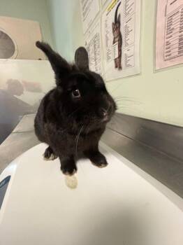 Bunny Rabbit Rabbits Available for Adoption in Santa Cruz, California - GRIM | PetCurious
