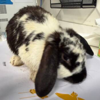 Bugs Bunny -  American Rabbit for Adoption in Tampa, Florida - Bugs Bunny | PetCurious