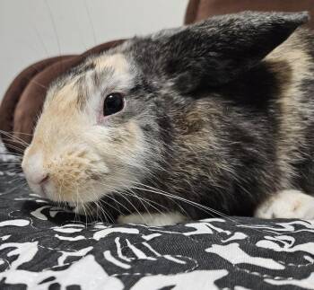 Harlequin and Holland Lop Rabbits Available for Adoption in Deltona, Florida - Harley | PetCurious