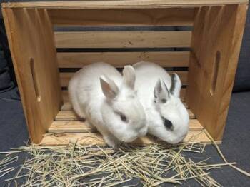Hotot and American Rabbits Available for Adoption in Kansas City, Missouri - Pickles | PetCurious