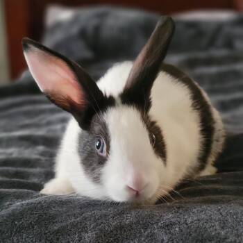 Basil (bonded to Thyme) -  Dutch Rabbit for Adoption in Winston-salem, North Carolina - Basil (bonded To Thyme) | PetCurious