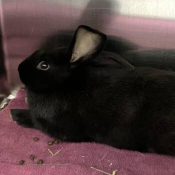 New Zealand Rabbits Available for Adoption in Grand Rapids, Michigan - Oreo | PetCurious