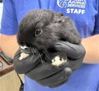 MOLLIE -  Bunny Rabbit Rabbit for Adoption in Camarillo, California - MOLLIE | PetCurious
