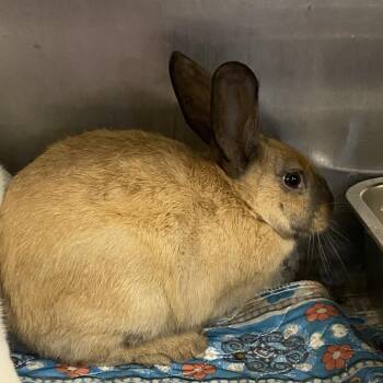 Juniper -  Californian and New Zealand Rabbit for Adoption in Winston-salem, North Carolina - Juniper | PetCurious