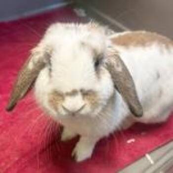 Holland Lop Rabbits Available for Adoption in Lansing, Michigan - Appa | PetCurious