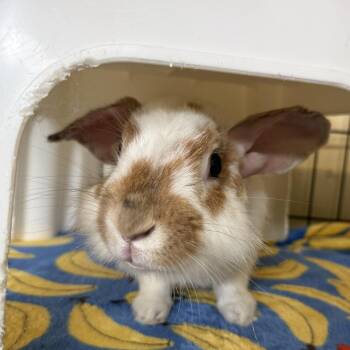 Bruce Willis -  English Spot Rabbit for Adoption in Richmond, California - Bruce Willis | PetCurious