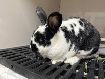 Sassafras -  English Spot Rabbit for Adoption in Pflugerville, Texas - Sassafras | PetCurious